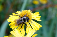 Bumblebee on Sneezeweed Flower