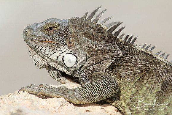 Iguana