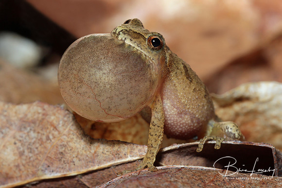 Spring Peeper