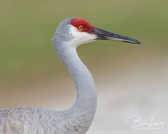 Closeup of a Sandhill Crane - Melbourne, Florida