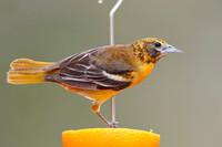 Female Baltimore Oriole (Icterus galbula) - Grand Bend