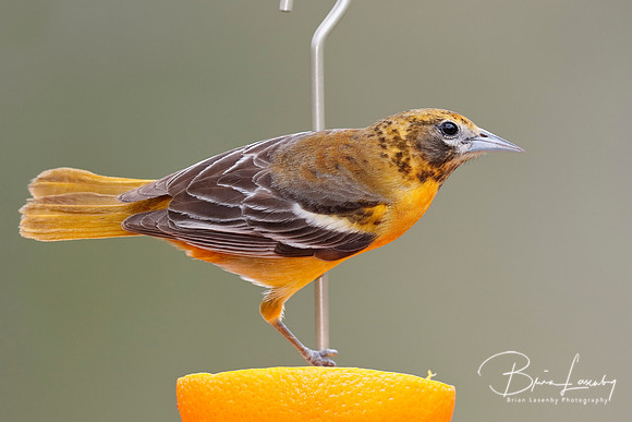 Female Baltimore Oriole (Icterus galbula) - Grand Bend