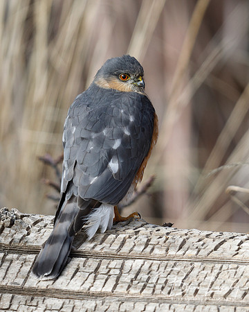 Sharp-shinned Hawk perched on a log