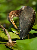 Juvenile Green Heron