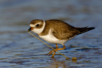 Semipalamated Plover tugging a worm out of the sand - Florida