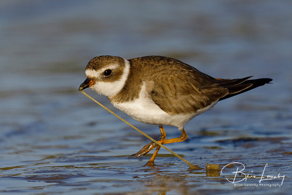 Semipalamated Plover tugging a worm out of the sand - Florida