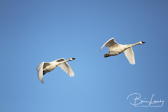 Tundra Swans - Ontario, Canada