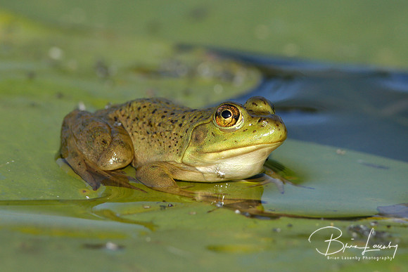 American Bullfrog