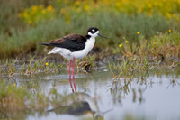 Black-necked Stilt wading in a shallow California pond