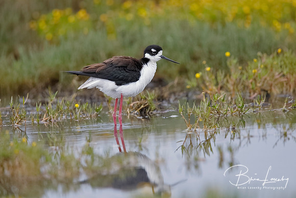 Black-necked Stilt wading in a shallow California pond