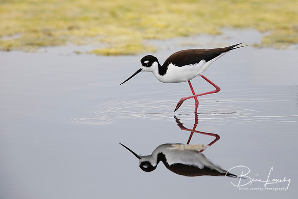 Black-necked Stilt foraging in a California pond