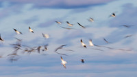 Black Skimmers in Flight