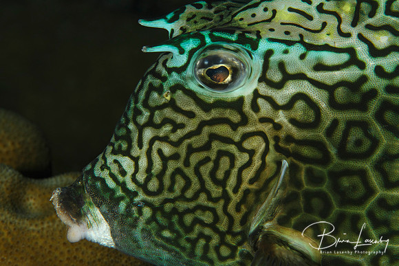 Closeup of Honeycomb Cowfish - Bonaire