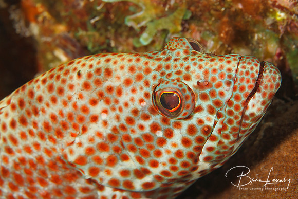 Closeup of a Red Hind - Bonaire