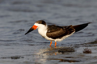 Black Skimmer resting on a Gulf of Mexico beach - Florida