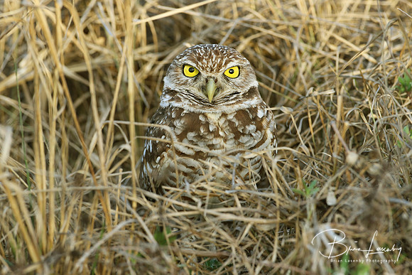 Burrowing Owl