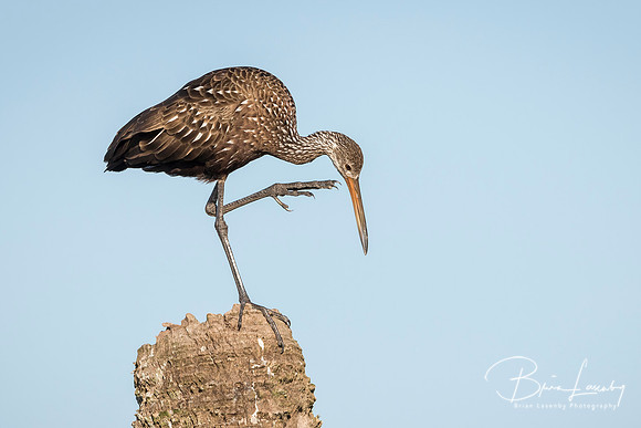 Limpkin Scratching its Head - Florida
