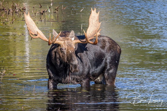 Large Bull Moose Foraging at the Edge of a Lake in Autumn