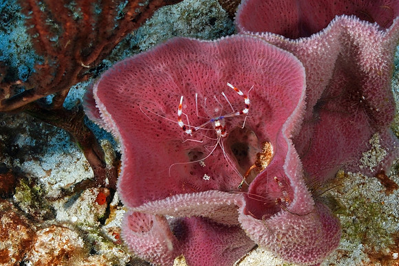 Banded Coral Shrimp - Cozumel