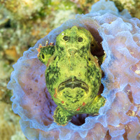 Green Longlure Frogfish sitting in an Azure Vase Sponge - Bonair