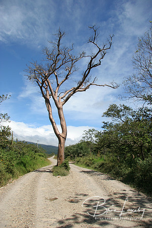 Stock Tree on Road 040