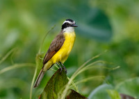 Lesser Kiskadee Perched on a Stump , Panama