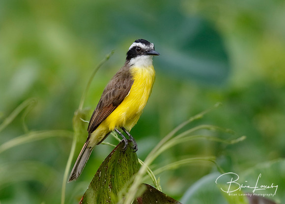 Lesser Kiskadee Perched on a Stump , Panama