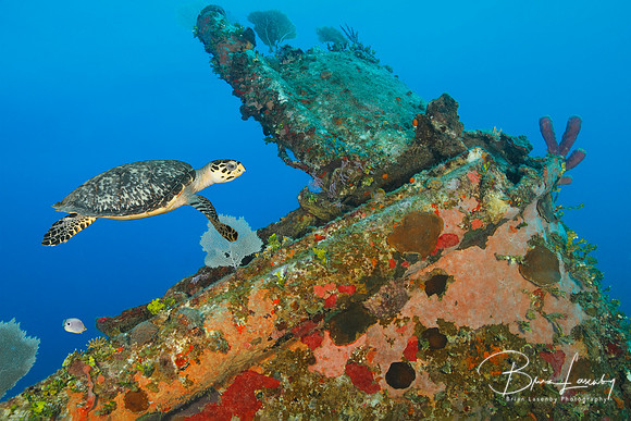 Hawksbill Turtle swimming over a coral encrusted shipwreck