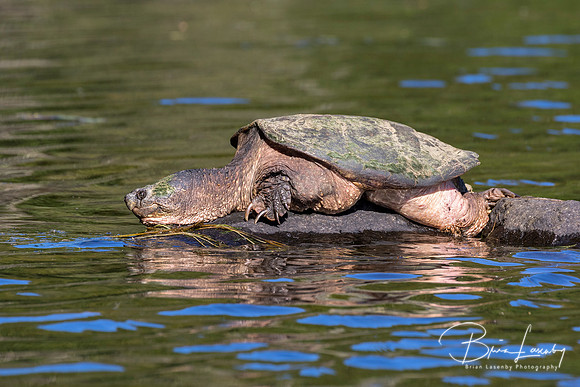 Large Common Snapping Turtle basking on a rock - Ontario, Canada