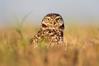 Burrowing Owl