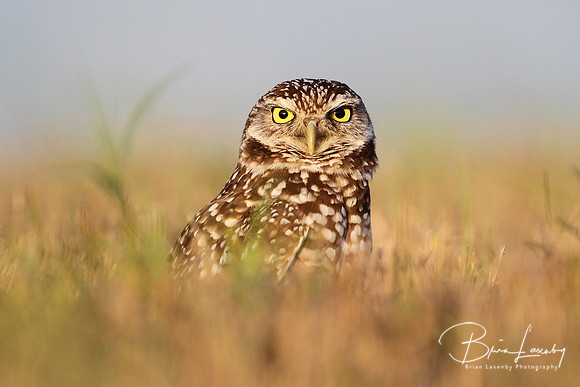 Burrowing Owl