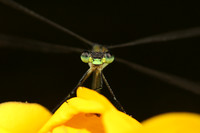 Spreadwing