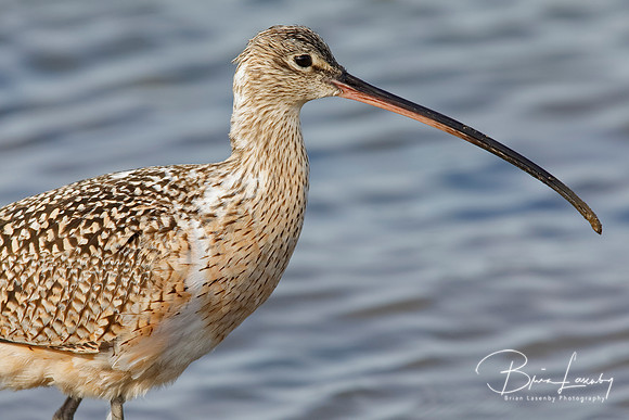 Closeup of a Long-billed Curlew  - Monterey Peninsula, Californi