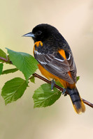 Baltimore Oriole