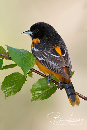 Male Baltimore Oriole (Icterus galbula) - Grand Bend, ON