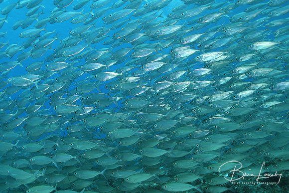 School of Bigeye Scads