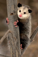 Virginia Opossum (Didelphis virginiana)