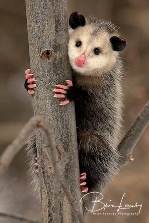 Virginia Opossum (Didelphis virginiana)