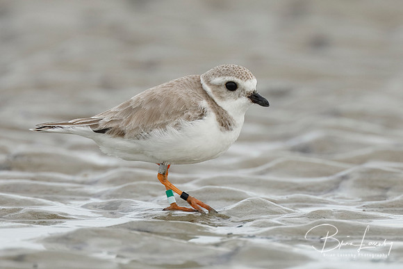Piping Plover foraging on a beach in winter