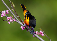 Male Baltimore Oriole (Icterus galbula) - Grand Bend, ON