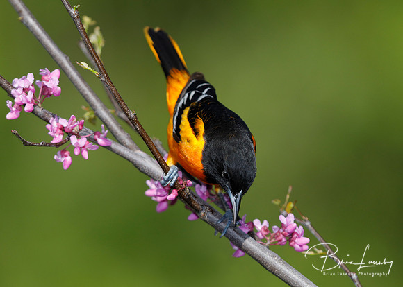 Male Baltimore Oriole (Icterus galbula) - Grand Bend, ON