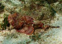 Spotted Scorpionfish