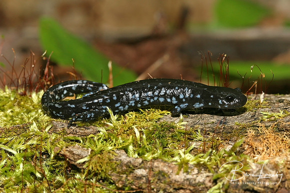 Blue-spotted Salamander