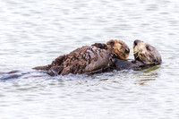 Southern Sea Otter cradling her pup - Monterey Peninsula, Califo