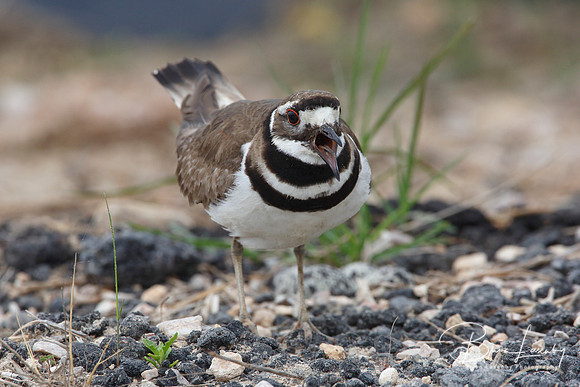 Killdeer Calling to Defend its Terrritory