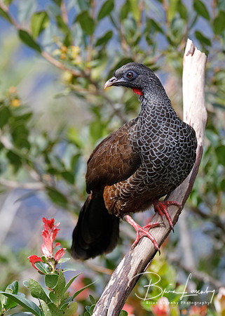 Andean Guan perched on a branch in a montane forest - Ecuador