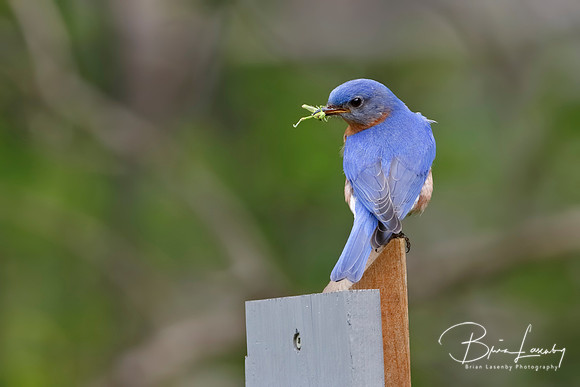 Male Eastern Bluebird with a Grasshopper in its Beak
