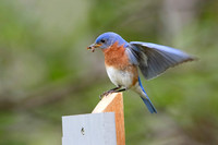 Male Eastern Bluebird with a Spider in its Beak
