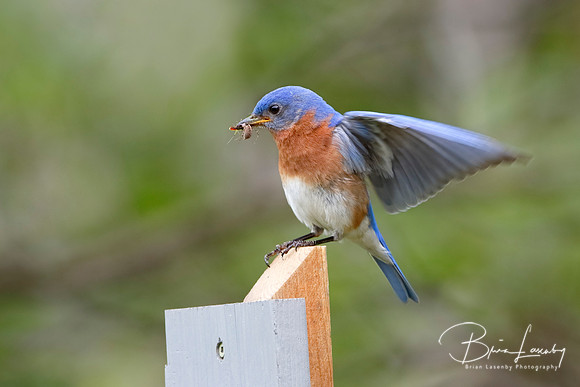 Male Eastern Bluebird with a Spider in its Beak
