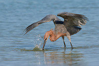 Reddish Egret striking at a fish - St. Petersburg, Florida